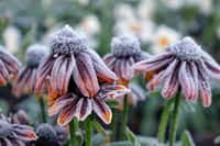 Un coup de gel n'est pas impossible à l'est de la France après les Saints de Glace. © Serg Zastavkin, Adobe Stock